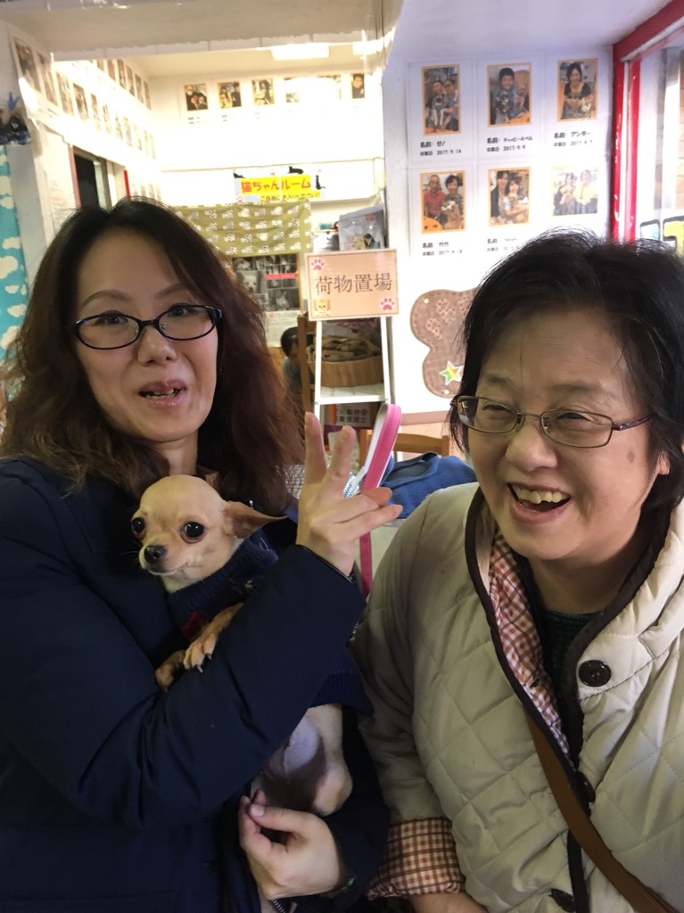 【運命の赤い糸見～つけた💓Mダックスのレモン💕、シーズーのしーちゃん💕、チワワのダンデ💕】